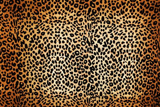 leopardenmuster muster - exoticism animal africa cheetah stock-fotos und bilder
