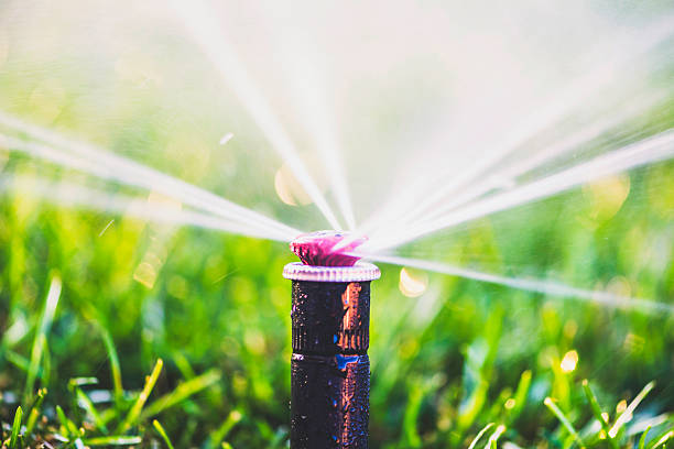 istock Water from sprinkler spraying over freshly laid sod 494711376