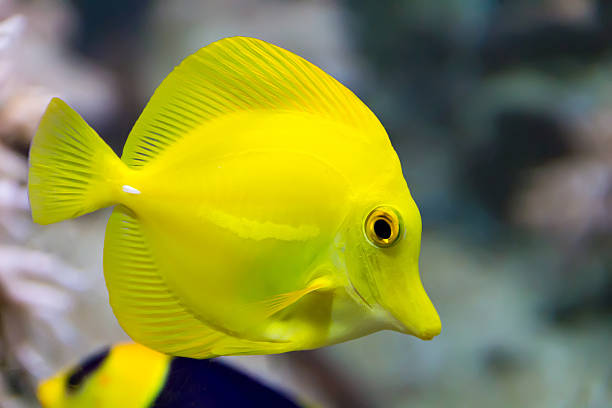 istock Zebrasoma yellow tang fish 494711483