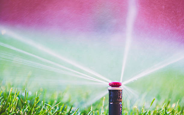 istock Water from sprinkler spraying over freshly laid sod 494712364