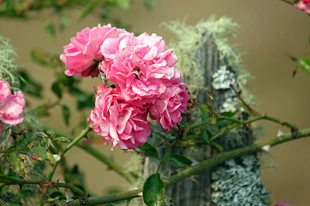 Pink Climbing Roses on a Mossy Fence in the country