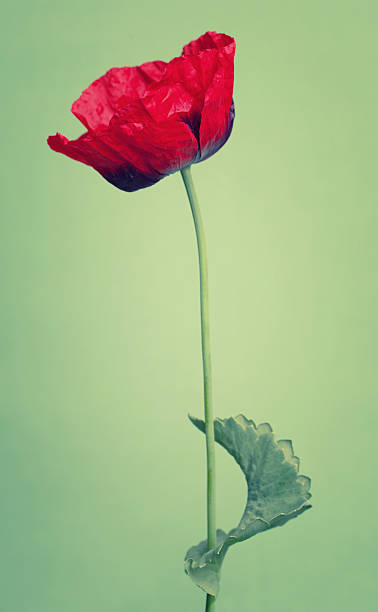 istock One red poppy flower on trendy green background 494713182