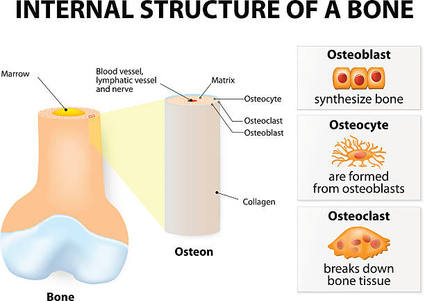 ilustraciones, imágenes clip art, dibujos animados e iconos de stock de estructura interna de los huesos - sistema de havers