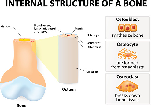 Internal structure of a bone. 3 types of cells are found within bone tissue