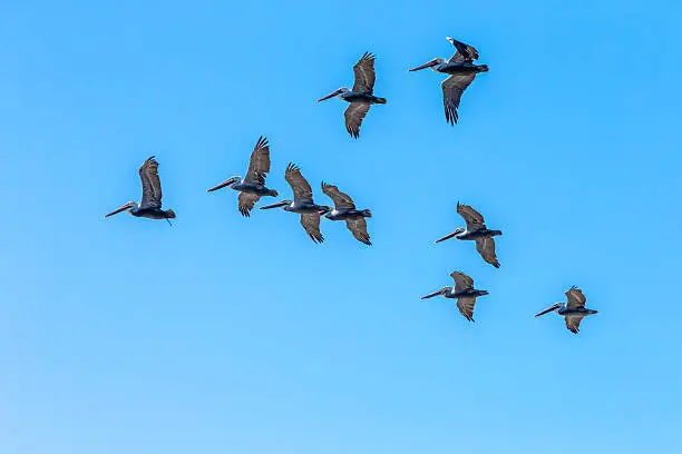 Flock of Pelicans flying,