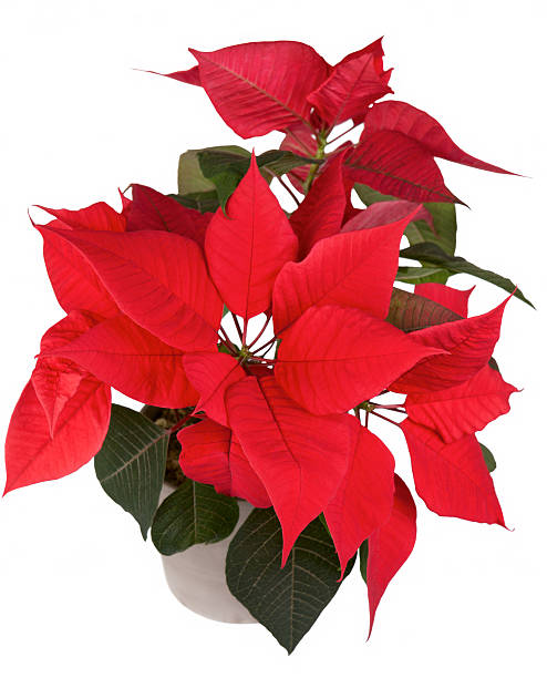 Flor De Nochebuena Rojo Navidad En Un Encapsulado Cerámico De Flores Blancas  Aisladas Foto de stock y más banco de imágenes de 2015 - iStock