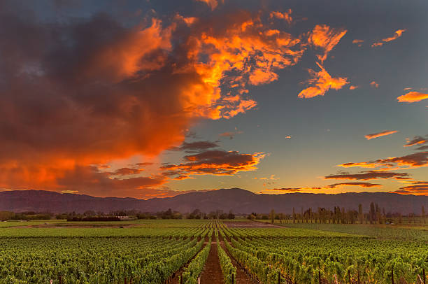 istock Napa Valley California Vineyard landscape Sunset 494713840