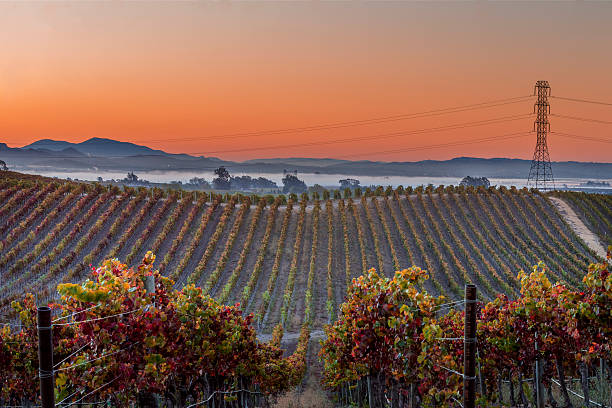 이른 아침 포도원입니다 및 타운 napa valley california - winery vineyard california town of vineyard 뉴스 사진 이미지