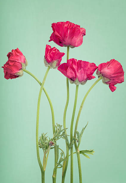 istock Red persian buttercups  on a  light  green background 494725428