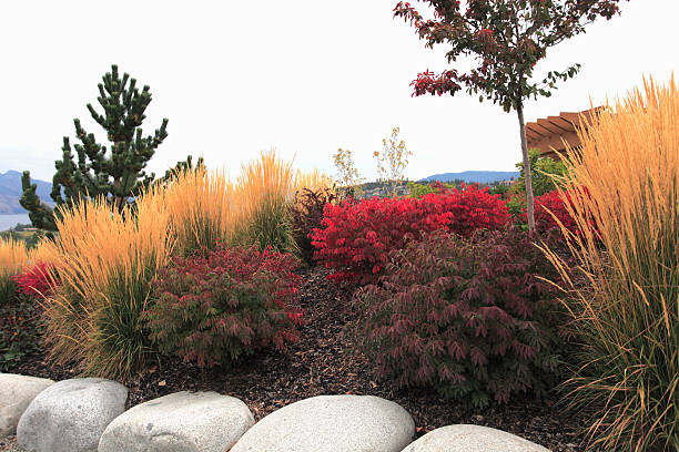 Easy Ideas For A Fall Perennial Garden Colors of Fall.  Karl Forestor Ornamental Grass,Burning Bush,Berbaris,Pine tree. Large boulders border garden. winged spindletree stock pictures, royalty-free photos & images