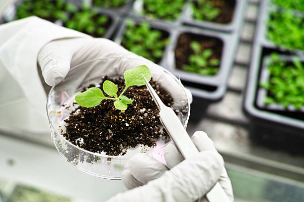 41,571 Transgenic Plant Stock Photos, Pictures & Royalty-Free Images - iStock | Transgenic animal 41,571 Transgenic Plant Stock Photos, Pictures & Royalty-Free Images - iStock | Transgenic animal
