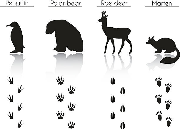 Set of Animal and Bird Trails with Name. Set of Animal and Bird Trails with Name.Vector Set of Black Arctic Animals and Birds Silhouettes: Penguin, Polar Bear, Roe Deer, Marten. Hand Drawn Vector Illustration. roe deer stock illustrations