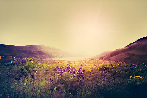 istock Wildflowers In Morning Sunrise 494727916