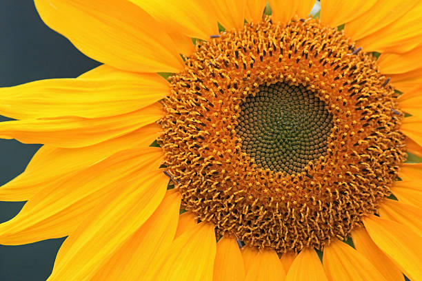 istock Closeup of a Sunflower 494728118
