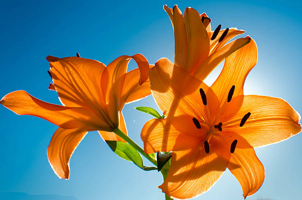 Orange Tiger Lily- backlit stock photo