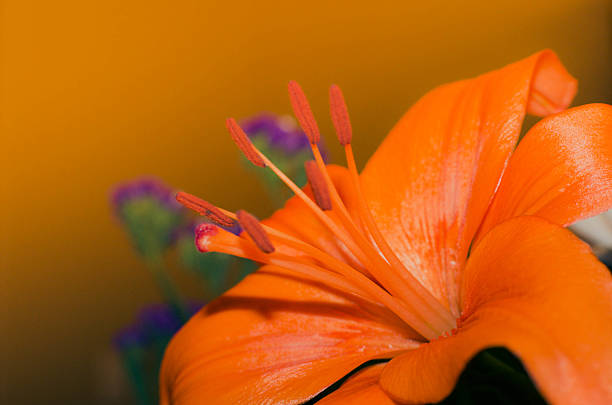 Orange Tiger Lily stock photo
