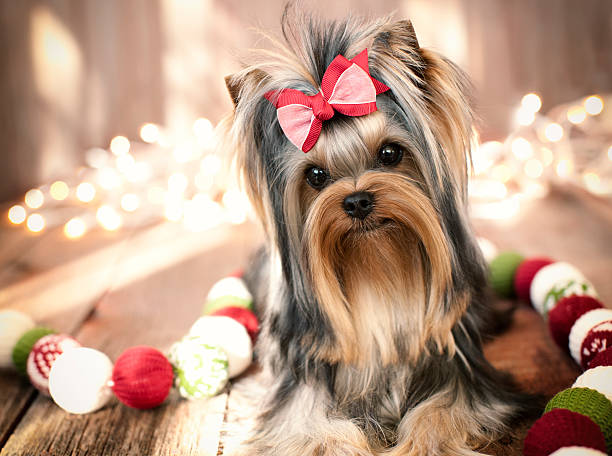 istock Yorkshire Terrier Puppy Lying on Rustic Wood and Christmas Lights 494729278