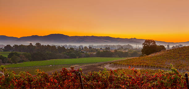 tôt le matin dans les vignobles et la ville de la vallée de napa, en californie - california panoramic crop field photos et images de collection