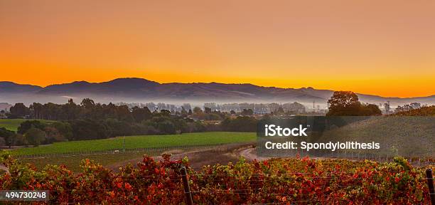 Early Morning Vineyard And Town In Napa Valley California Stock Photo - Download Image Now