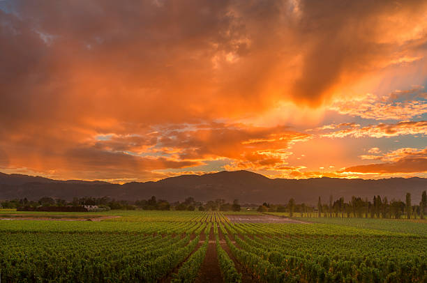 vigneto della napa valley, california paesaggio tramonto - vineyard in a row crop california foto e immagini stock