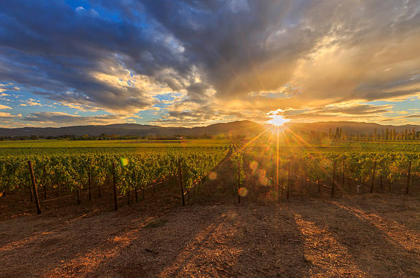 カリフォルニア州ナパバレーのブドウ園のフィールドハーヴェストのワイナリー - vineyard in a row crop california ストックフォトと画像