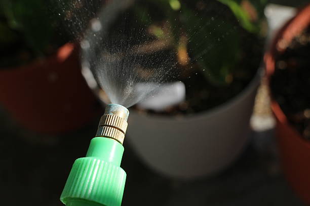 istock Spraying household plants 494731542