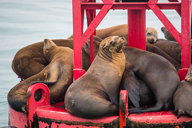 istock Sea Lions on a Pier 494732194