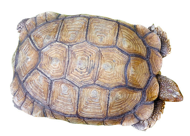 istock topping view of the tortoise shell 494733488