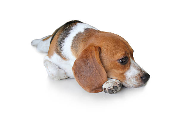 istock Portrait cute beagle puppy dog crouching 494733830