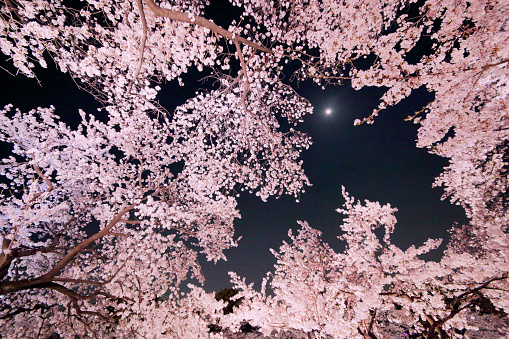 Cherry blossoms and the moon