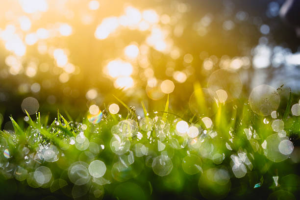 istock Defocus of Green grass with bokeh for background 494734634