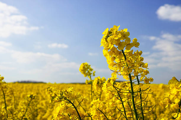 istock Rapeseed growing in an English landscape. 494735981