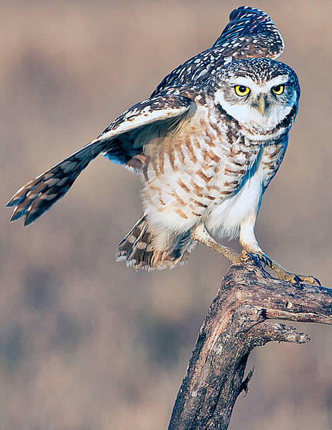 Burrowing Owl Landing stock photo