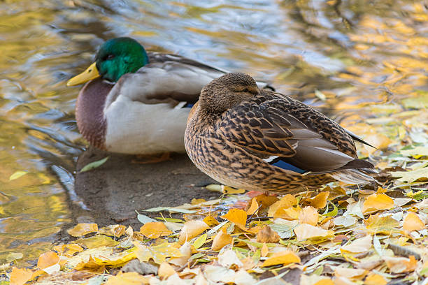 istock duck in the autumn 494736284