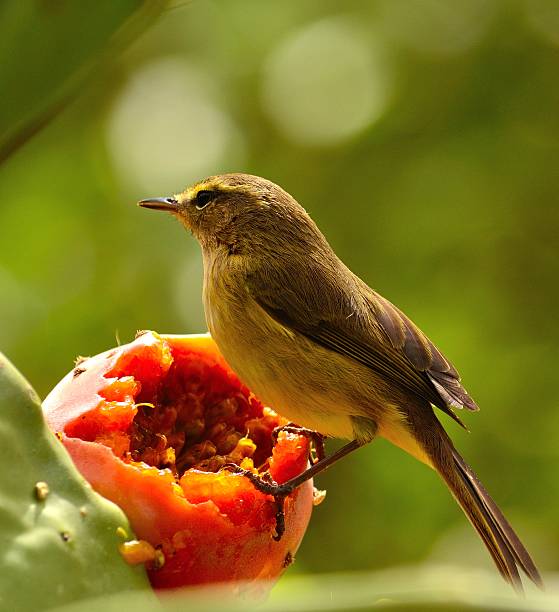 istock Wild bird phylloscopus canariensis on a juicy prickly pear 494736345