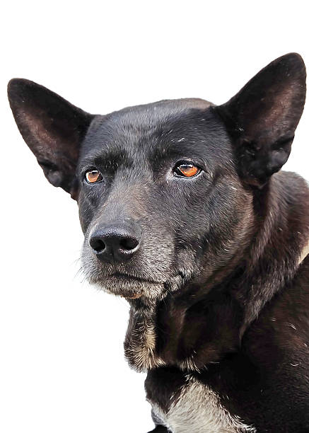 istock Black dog isolated on a white background 494736437
