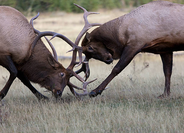 lutando bull elk no caminho da estação - alberta canada animal autumn - fotografias e filmes do acervo