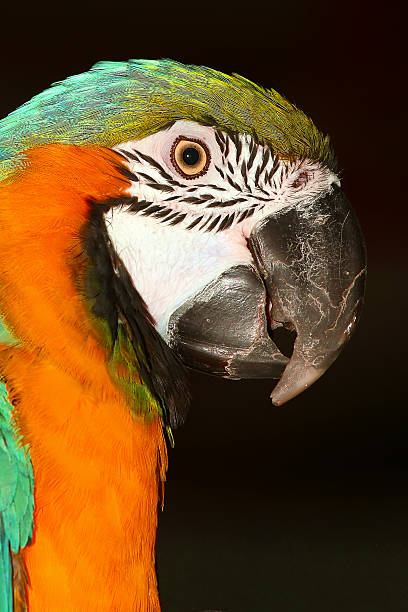 Macaw Blue Gold Macaw (Ara Ararauna) richie mccaw stock pictures, royalty-free photos & images