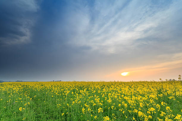 istock sunset over yellow rapeseed flower field 494737041