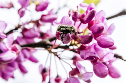 Bug in the pink flowers.