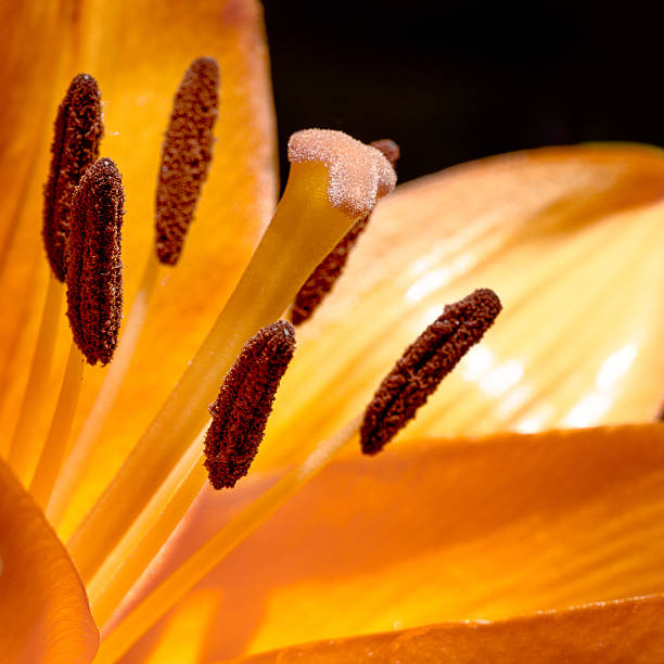 istock Orange lilium blossom macro on black 494737229