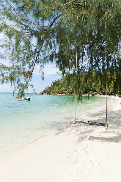 istock coconut tree leaning over the sea, Koh Phagnan 494737793