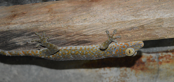 Negros Occidental, Philippines, October 10:2015: A Gecko is Stalking, and waiting for insects to eat, using its ability to do a Camouflage, and has a colorful dotted skin.  