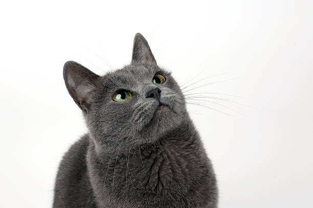 istock studio portrait of a beautiful grey cat on white background 494738100