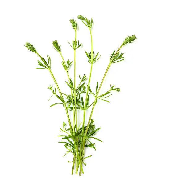 The Cleavers (Galium aparine) have been used in the traditional medicine for treatment of disorders of the diuretic, lymph systems and as a detoxifier.
