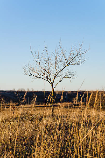 1 つの葉のない木に青い空の背景 - bare tree tree single object loneliness ストックフ�ォトと画像