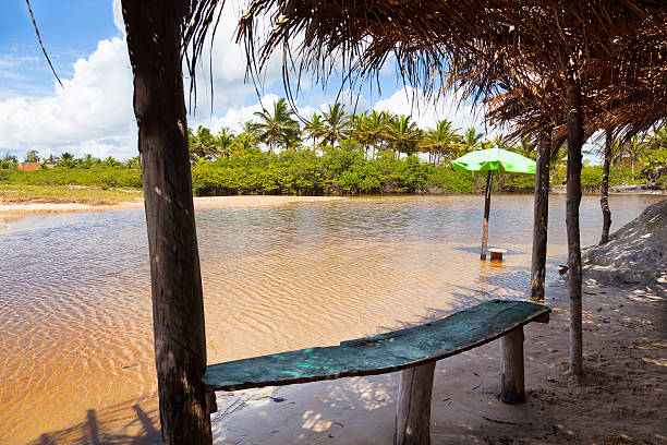 istock Oasis in Brazil,Bahia State,Tree, Palm Tree 494738697
