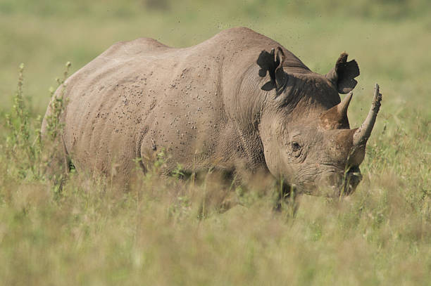 White Rhinoceros stock photo