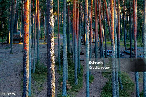 Wandern In Einem Pinienwald Stockfoto und mehr Bilder von Fotografie - Fotografie, Horizontal, Im Freien