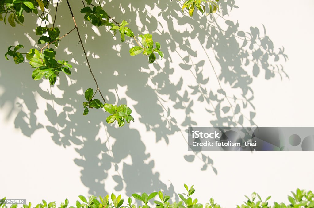 Leaves shadow on the wall. Shadows from the trees falling on the fence. Shade Stock Photo